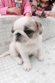 Wundersh�ne Mops