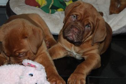KC Bordeauxdogge Welpen