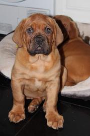 KC Bordeauxdogge Welpen