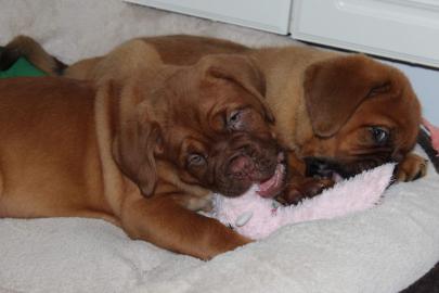 KC Bordeauxdogge Welpen