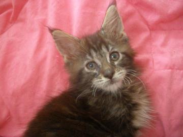 Maine Coon kitten