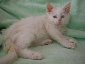 Maine Coon kitten