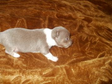 Chihuahua Schokolade R�de und Welpen