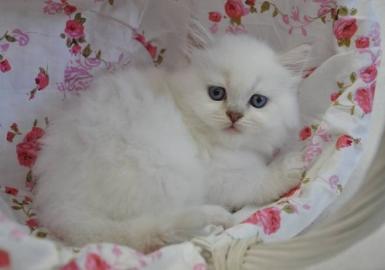 Britisch langhaar colourpoint Kater