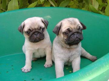 Mops Welpen zu verkaufen: 300EUR