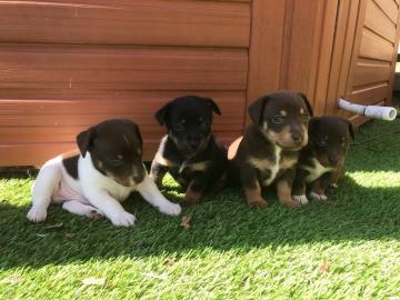 Sch?ne Jack Russell Terrier Welpen