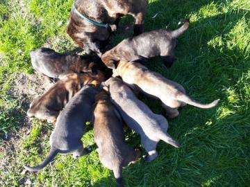 Reinrasse Cane Corso Mastiff Welpen