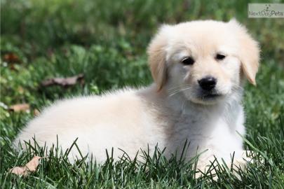 Golden Retriever Welpen in Creme/Wei�