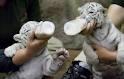 Baby Tigerbabys zum Verkauf. 