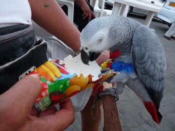 Graupapageien mit Papieren