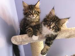 Maine Coon K?tzchen M?dchen & Jungen rei