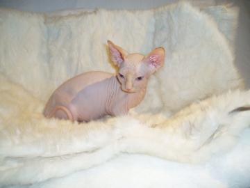 Sch�ne Sphynx-K�tzchen