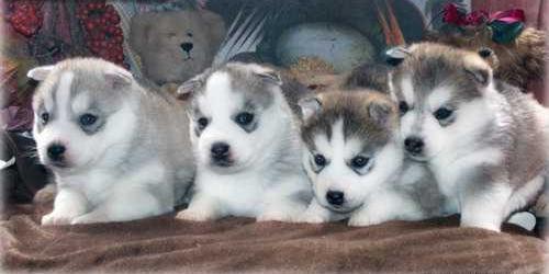 Wundersch�ne Siberian Husky Welpen suche