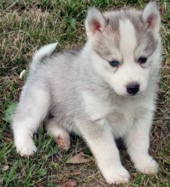 Wundersch�ne Siberian Husky Welpen suche