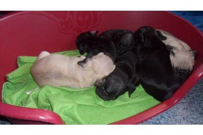 Mops Welpen m. P.  !! Wurfank�ndigung !!