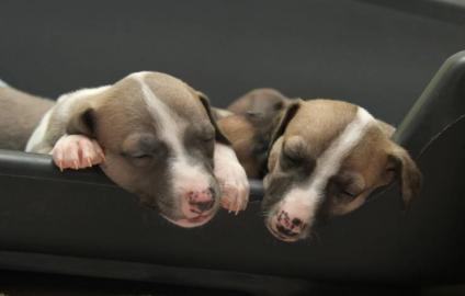 Sch�ne Welpen Whippet mit Papiere