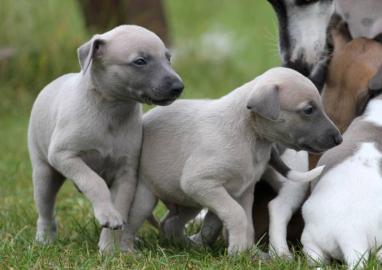 Sch�ne Welpen Whippet mit Papiere
