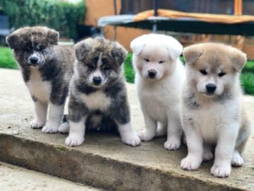 Akita Inu welpen 4 Jungs und 3 M�dchen m