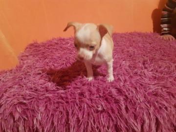 Mini Chihuahua Welpen