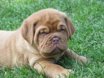 Dogue de Bordeaux TOP Qualit�t Welpen