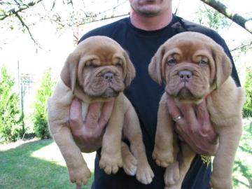 Dogue de Bordeaux TOP Qualit�t Welpen