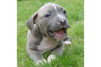 Alauntbull Welpen noch H�ndinen und R�de