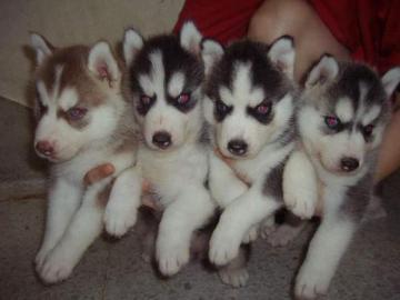 Siberian Husky-M�dchen