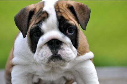 sch�ne typvolle engl.  Bulldoggen Welpen