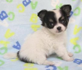 Mini-Chichuahua-Welpen