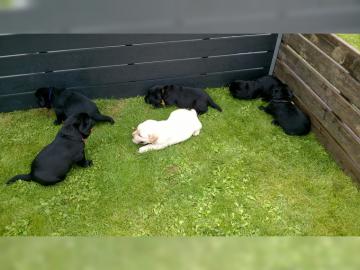 Labrador Welpen in Schwarz und Wei ! -L