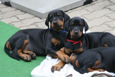 Reinrassige Dobermann Welpen mit Papiere