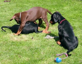 Reinrassige Dobermann Welpen mit Papiere