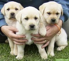Wundersch�ne Labrador Welpen zu verkaufe