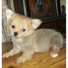 Super s��e MINI chihuahua welpen