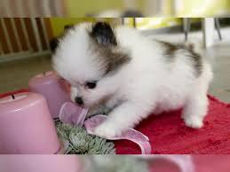 Reinrassiger Chihuahua Welpen. (kurzhaar)
