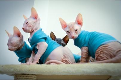 Reinrassige Canadian Sphynx Kitten