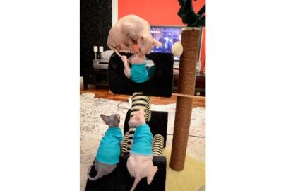 Reinrassige Canadian Sphynx Kitten