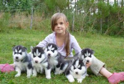Super- blaue Augen Siberian Husky-Welpen