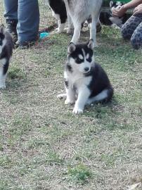 2 Weibchen,und 1 R�de suchen noch ein ne