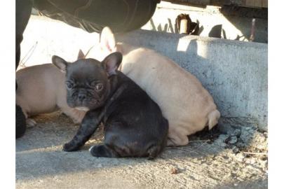 s��er Franz�sisch Bulldogge-Welpen,