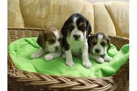 Cavalier King Charles Spaniel Welpe