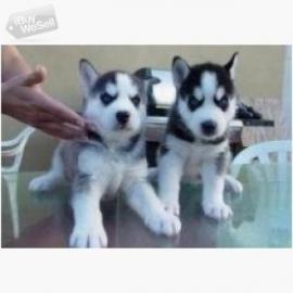 Siberian Husky Weiblich Welpen mit Stamm