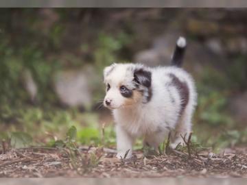 Australian Shepherd welpen mit Papiere