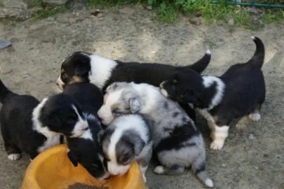 Australian Shepherd welpen mit Papiere