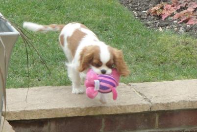 Cavalier King Charles Spaniel Welpen