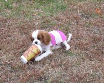 Cavalier King Charles Spaniel Welpen