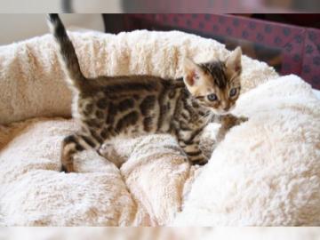 Wundersch�ne reinrassige Ben-gal kitten