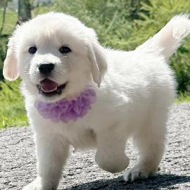Golden Retriever Welpen zur Adoption Wha