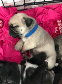 Cachorros pug disponibles WhatsApp +3463