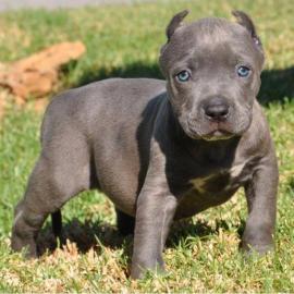 Lion Style American Bully!!! Blueline!!!